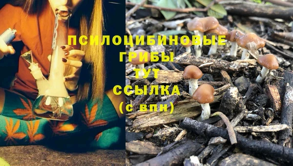 PSILOCYBIN Горнозаводск